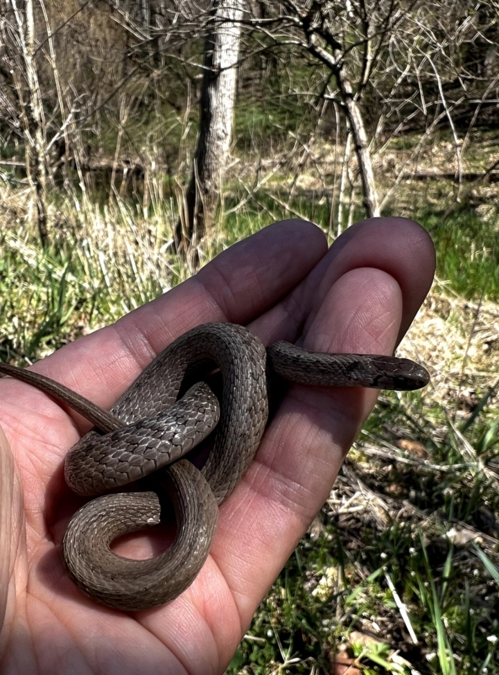 DeKay's Brown Snake